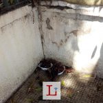 G.Modugno Pulizie di Pasqua 3