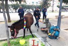 Il pellegrino con l’asina, accoglienza con i fiocchi a Monopoli, multato a Locorotondo Il pellegrino con asina accoglienza con i fiochhi a Monopoli multato a locorotondo