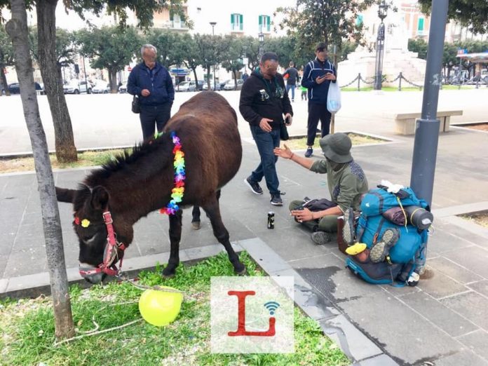 Il pellegrino con asina accoglienza con i fiochhi a Monopoli multato a locorotondo
