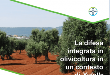 Xylella – Coldiretti Puglia Xylella - incontro con coldiretti Puglia