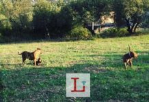 Zuffa tra cani, feriti i padroni alla ricerca di asparagi Zuffa tra cani, feriti i padroni alla ricerca di asparagi