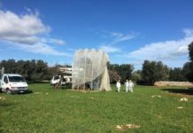 Xylella: avviato ieri il secondo monitoraggio