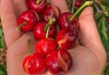 Proiettili di ghiaccio sulle ciliegie, la “maledetta primavera” dell’agricoltura locale