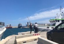 Spinello in alto mare