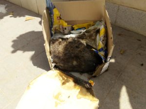animale in putrefazione