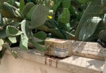 Animale in putrefazione chiuso in scatola, orrore nel quartiere Sant’Anna