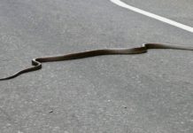 Vede un serpente e sviene alla guida, incidente a Tavarello