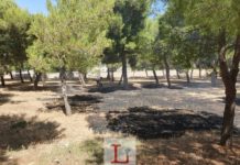 Incendio nella pineta, fiamme domate dall’assessore-pompiere