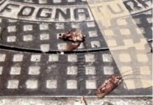 Ore contate per le blatte, da lunedì la disinfestazione dall’Aqp