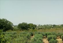 Ulivi malati, e se qualche responsabilità fosse delle plastiche impiegate in agricoltura?