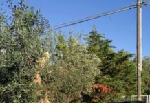 Cinquecento su un ulivo secolare, incidente all’alba sulla Monopoli-Castellana