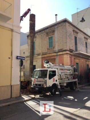 palma2