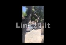 Pino caduto in via Veneto, spunta un video che immortala quel momento