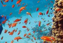 Le vacanze? Destinazioni top Mar Rosso, Spagna, Grecia e Italia