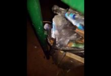 VIDEO | Area dog, tra vermi ed escrementi. E in centro una discarica a cielo aperto