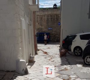 rigagnoli via sallustio