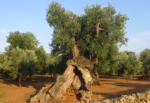 Monopoli, “Operazione Ulivo Sano”: un incontro sulle tecniche di reinnesto per battere la Xylella