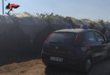 L’uva a ruba. Ne stava caricando 400Kg in auto, arrestato dai Carabinieri