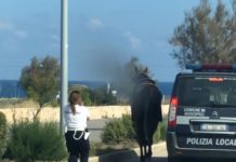Sfugge al fantino, cavallo imbizzarrito verso la città . Fermato dalla Polizia Locale