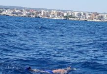 Da Santo Stefano al porto, maratona in mare di 4 Km per il Barone