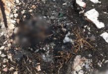 Cane bruciato, macabro ritrovamento a due passi dal Castello