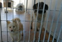Per i cani 210mila euro, Cazzorla: “Trasparenza nella gestione”. E richiede l’accesso agli atti