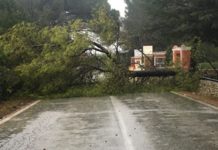 Prosegue l’allerta arancione. Cade un albero, chiuso e riaperto il sottovia di Lamalunga