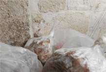 Sequestrati 110 Kg di prodotti ittici, sanzionati a Monopoli tre ristoranti etnici