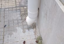 Lo sfogo di un lettore: “Più multe per i proprietari sporcaccioni di cani”