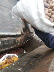 noci e castagne