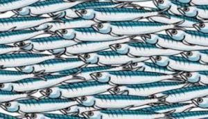 sardine
