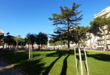 Monopoli: aggiornamento del censimento del verde comunale