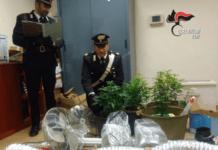 Droga, giovane incensurata e pusher dal “pollice verde” finiscono in manette
