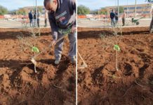 L’albero di ulivo di Legambiente nel giardino del quartiere Piccinato