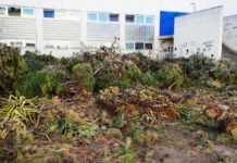 Discarica a cielo aperto, residui di potatura nei pressi del Palazzetto dello Sport