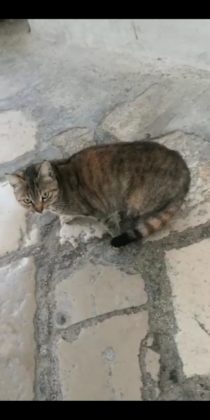 gatto