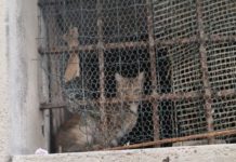 Gatti intrappolati in un immobile fatiscente, tra guano e carcasse di animali