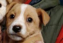 Cani abbandonati nella busta dell’immondizia. Orrore e lieto fine