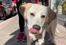 Cane fatto ubriacare dal suo padrone, arrivano le forze dell’ordine: Alba affidata ad una signora