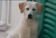“Ecco cosa si è fatto per quel cane”. E la Lanzo ringrazia chi è intervenuto