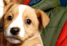 Abbandonati in mezzo ai rifiuti, tre cuccioli salvati dai poliziotti