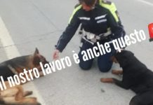 Cani di razza ritrovati al Capitolo. Si erano persi, riconsegnati ai proprietari