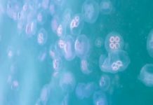VIDEO | Invasione di meduse nel mare di Monopoli, le immagini esclusive