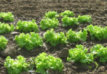 In campagna a curare l’orto? Sì, ma solo in alcuni giorni della settimana