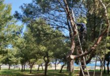 Pinete cittadine, terminata la potatura di 600 alberi