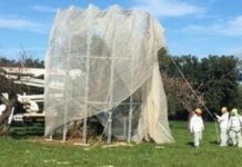 La Xylella arriva a Monopoli. Lacatena: “Si proceda all’eradicazione senza esitazione”