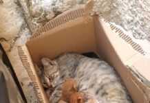 Centro storico, gatti abbandonati sotto il sole in uno scatolone