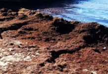 Spiagge a nord, cumulo di alghe e rifiuti. Due civiche: “Spettacolo deprimente”