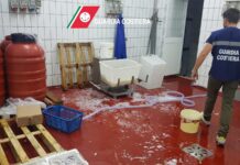 Stabilmento non autorizzato, sequestrato un quintale di prodotto ittico