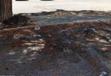 Un lettore: “Sanzioni a chi ha piantato pini sul margine della strada”